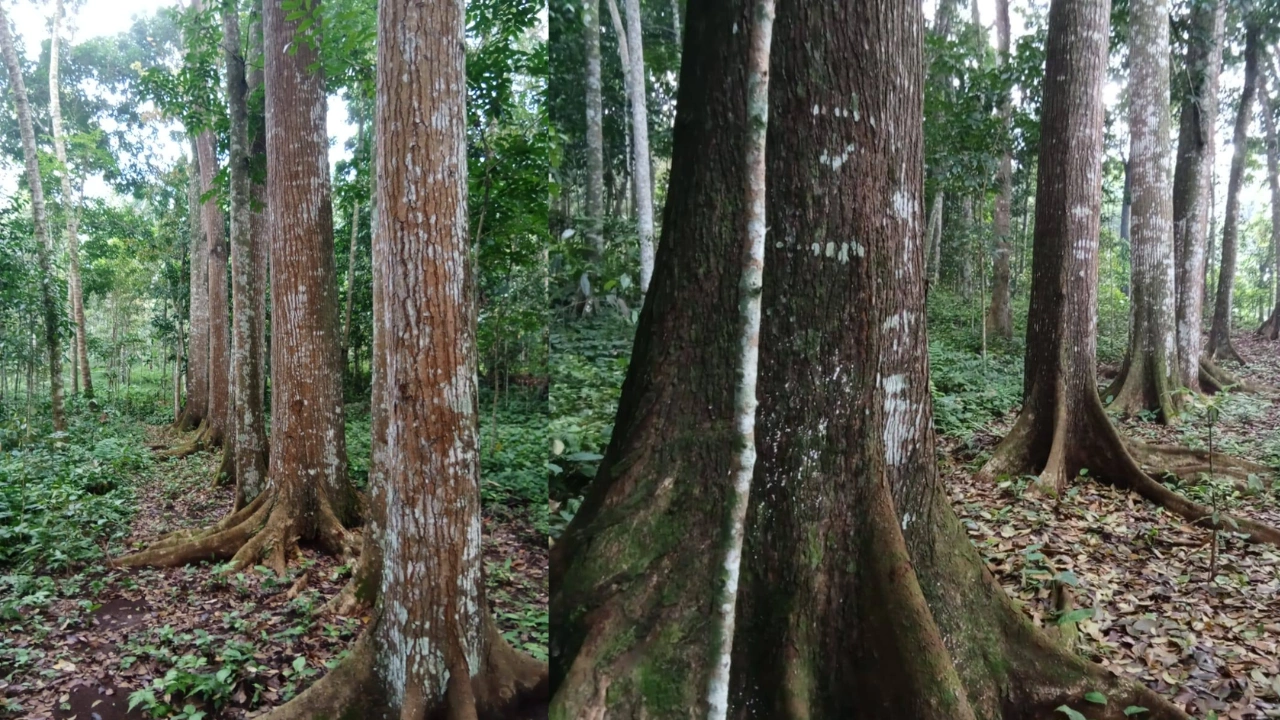 Cara Budidaya Mahoni / Swietenia macrophylla